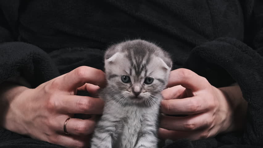 Cute Scottish Fold kitten close-up cutely looks directly at the camera in female hands. Funny kitten look enjoys caress. Young woman holds and strokes small gray fold-eared kitten on the sofa at home. Royalty-Free Stock Footage #3409669575
