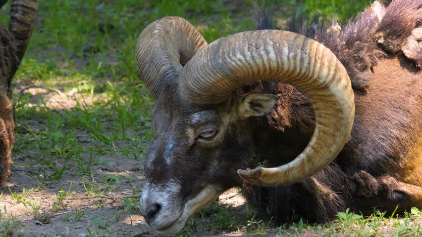 Close up of male Mouflon, ram head with large horns looking around