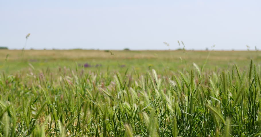 Close up view of wall barley field fluttering in wind in summer