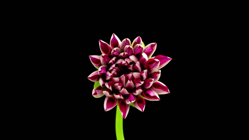 beautiful pink dahlia blossoms on a black background, time lapse Royalty-Free Stock Footage #3409710189