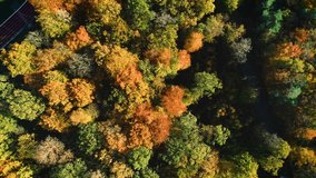 Beautiful Autumn Forest Next to Running Track - Overijssel, The Netherlands, 4K Drone Footage
