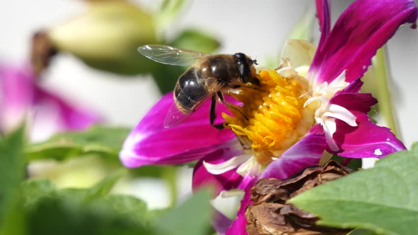 Bee on a Dahlia in bloom in a garden in the UK Royalty-Free Stock Footage #3409773875