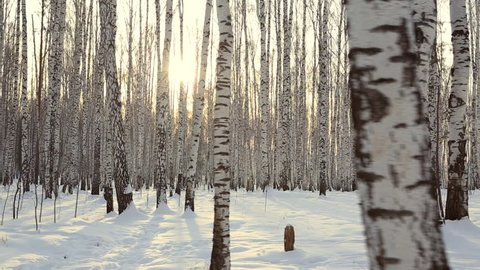 Birch grove in winter