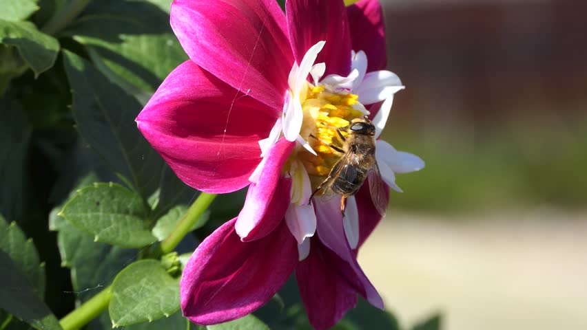 Bee on a Dahlia in bloom in a garden in the UK Royalty-Free Stock Footage #3409774053