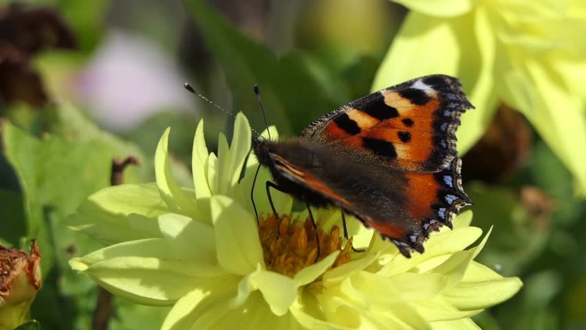 Small Tortoiseshell Butterfly on a Dahlia in bloom in a garden in UK  Royalty-Free Stock Footage #3409775719