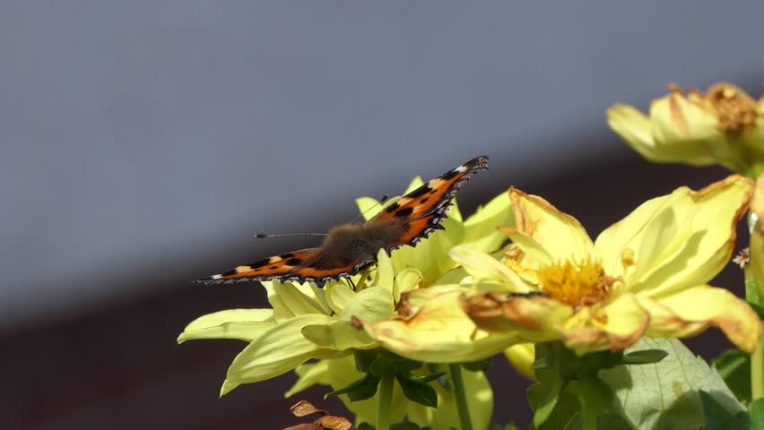 Small Tortoiseshell Butterfly on a Dahlia in bloom in a garden in UK  Royalty-Free Stock Footage #3409775741
