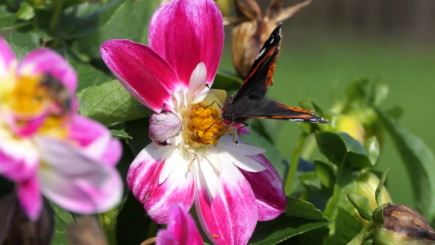 Vanessa Atalanta Red Admiral Butterfly on a Dahlia varieties in bloom in a garden in the UK Royalty-Free Stock Footage #3409775907