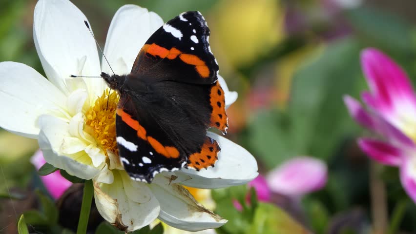 Vanessa Atalanta Red Admiral Butterfly on a Dahlia varieties in bloom in a garden in the UK Royalty-Free Stock Footage #3409776151