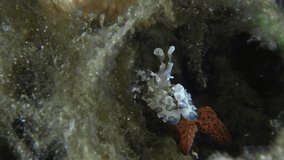 A shrimp sits among algae on a red starfish, which it feeds on. Harlequin shrimp (Hymenocera picta) Hymenoceridae, 5 cm, Indo-Pacific. White with big pink spots.