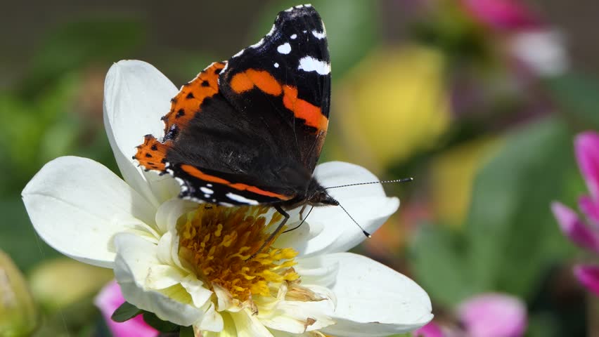 Vanessa Atalanta Red Admiral Butterfly on a Dahlia varieties in bloom in a garden in the UK Royalty-Free Stock Footage #3409824061