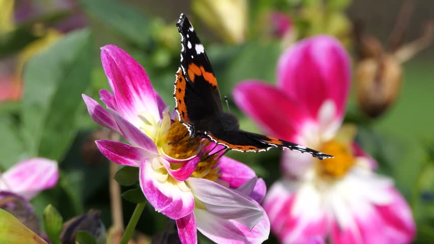 Vanessa Atalanta Red Admiral Butterfly on a Dahlia varieties in bloom in a garden in the UK Royalty-Free Stock Footage #3409824137