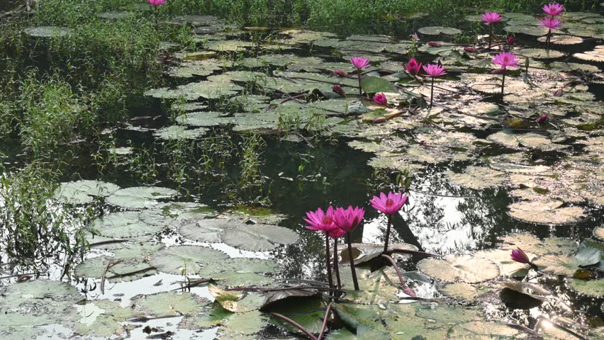 Waterlily in pond water. Its other names Nymphaeaceae and water lilies. Water lilies are rooted in soil in bodies of water, with leaves and flowers floating on or emergent from the surface. Royalty-Free Stock Footage #3409855137