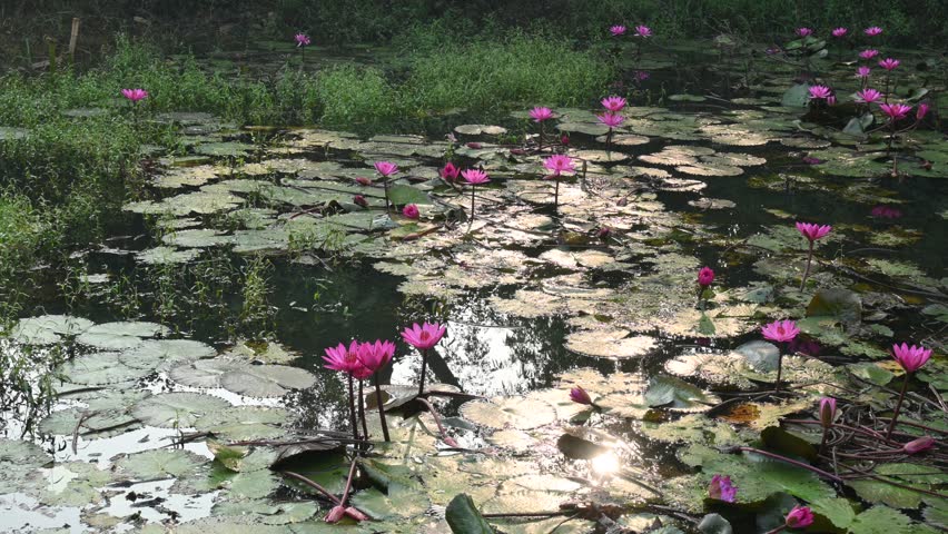 Waterlily in pond water. Its other names Nymphaeaceae and water lilies. Water lilies are rooted in soil in bodies of water, with leaves and flowers floating on or emergent from the surface. Royalty-Free Stock Footage #3409857029