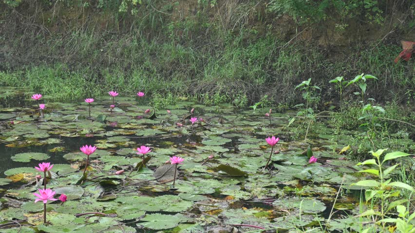 Waterlily in pond water. Its other names Nymphaeaceae and water lilies. Water lilies are rooted in soil in bodies of water, with leaves and flowers floating on or emergent from the surface. Royalty-Free Stock Footage #3409857165