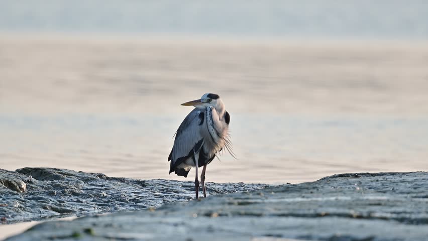 Migratory bird Grey heron wandering in the shallow marsh land at the bird sanctuary