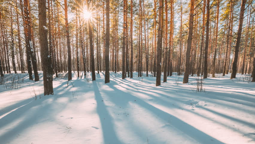 4K Beautiful Blue Shadows From Pines Trees In Motion On Winter Snowy Ground. Sun Sunshine In Forest. Sunset Sunlight Shining Through Pine Greenwoods Woods Landscape. Snow Nature Time-Lapse Time Lapse. Royalty-Free Stock Footage #3409976247