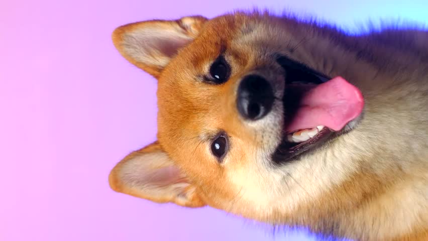 Close up portrait of happy Shiba inu dog on colored gradient background. Peaceful puppy sitting on pink background. Vertical video. The smiling dog. Royalty-Free Stock Footage #3409976509