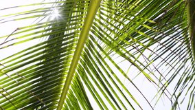 Video 4K Coconut palm trees bottom view sky. Travel beach tropical island. palm trees grove dolly shot POV Passing under sunny. low angle view tree under sun.