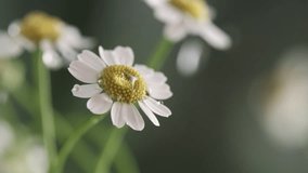chamomile chrysanthemum small white flower in the rain - Powered by Shutterstock - Get 15% off with code: PIKWIZARD15