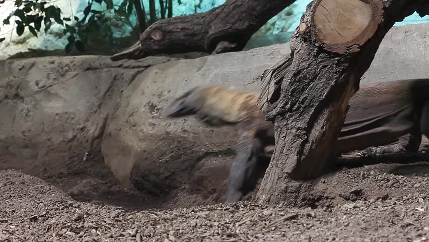 The Komodo dragon is a endemic to Indonesian islands