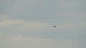 Kestrel (Falco tinnunculus) looking for prey. (4K Slow Motion)