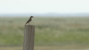 Slow motion of a brown bird with a white chest and brown points on it, sitting on a tame and flying off. (Slow Motion - 4K)