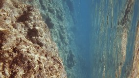 Vertical video, Rocky seabed in coastal area on bright sunny day in sun glare, a school of small fish swims under surface. Underwater landscape of Mediterranean Sea