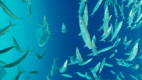 Vertical video, Yellowspotted Trevally fish (Carangoides fulvoguttatus) swim chasing school of Yellow-tailed Barracuda (Sphyraena flavicauda) on blue water, Slow motion, front side. 