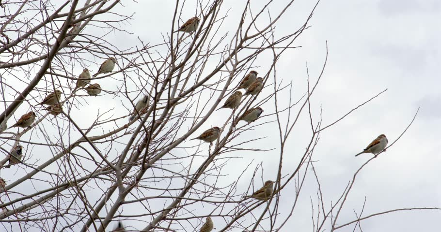 sparrows are waiting on the tree.  Royalty-Free Stock Footage #3410133233
