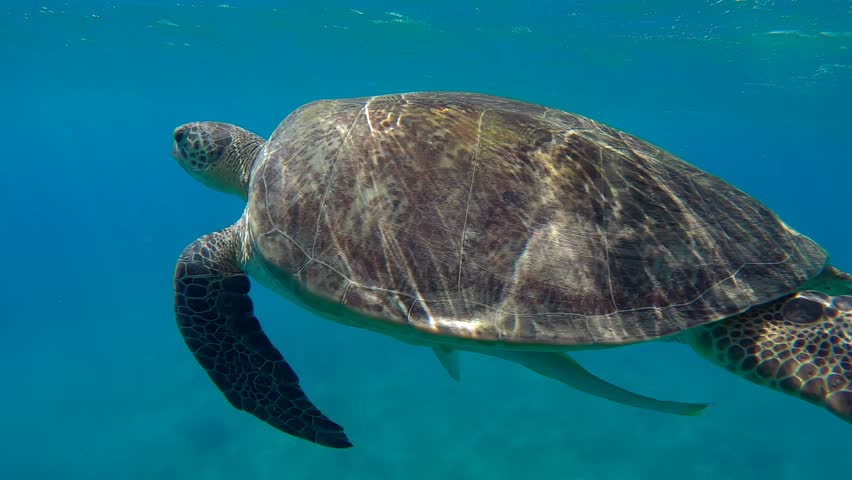 Sea turtle breathes on surface of water, on background is tourists swim towards it and take pictures of it, Slow motion. Snorkelers and Great Green Sea Turtle (Chelonia mydas)