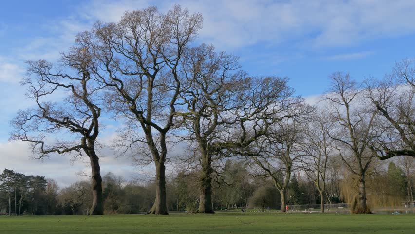 Winter trees in Canon Hill Park, Birmingham.
Wide angle shot of bare trees in Canon Hill Park.