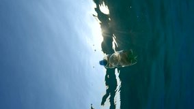 Closed plastic bottle with a drink drifts under surface of above sandy shallows water in sun rays, Vertical video, Backlight, Bottom view, Slow motion, Plastic pollution of Ocean