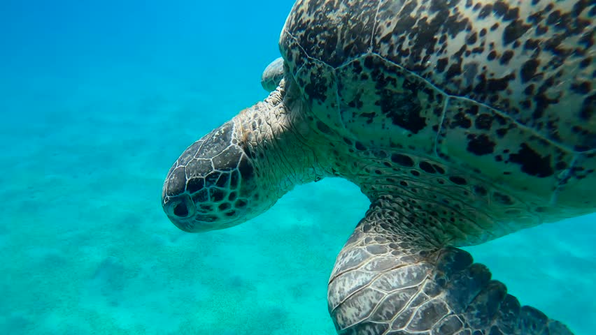 Large male Sea Turtles slowly swims down to seabed, Top view, Close up, Slow motion, Great Green Sea Turtle (Chelonia mydas) with Remora fish (Echeneis naucrates)