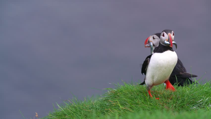 Two Cute Wild Puffins On Grass Cliff Edge with Fish Hanging in Mouth Stand Then Both Fly Out Of The Shot. In Dyrholaey Coast Iceland. High Quality 4K Color Corrected.