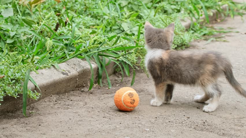 Small cat playing with ball outdoors. Small kitten playing with a ball and doing funny pose - jumping, rolling, over having fun, running and catching ball with paws