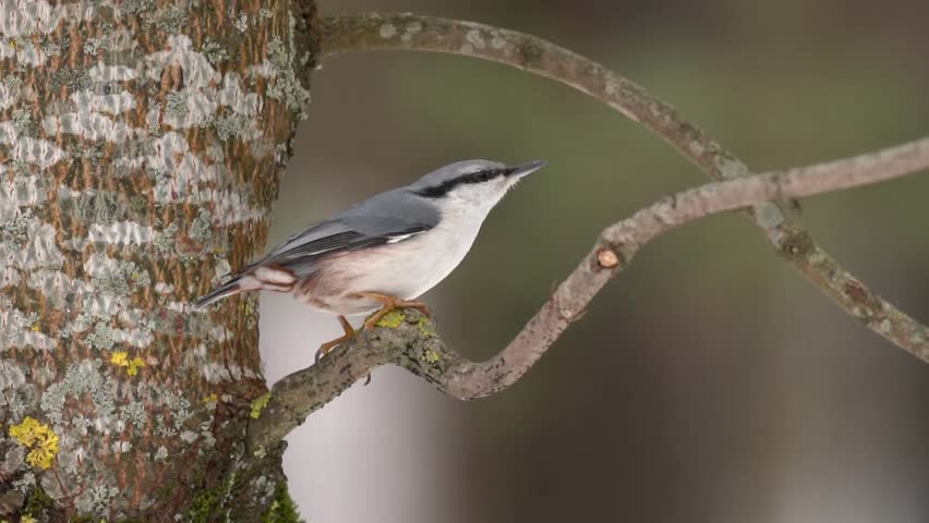 A nuthatch sits on a branch and then jumps down. The Eurasian nuthatch or wood nuthatch (Sitta europaea) is a small passerine bird found throughout the Palearctic and in Europe.