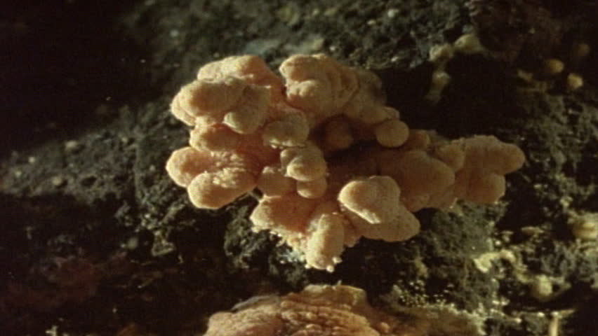 Marine anemones