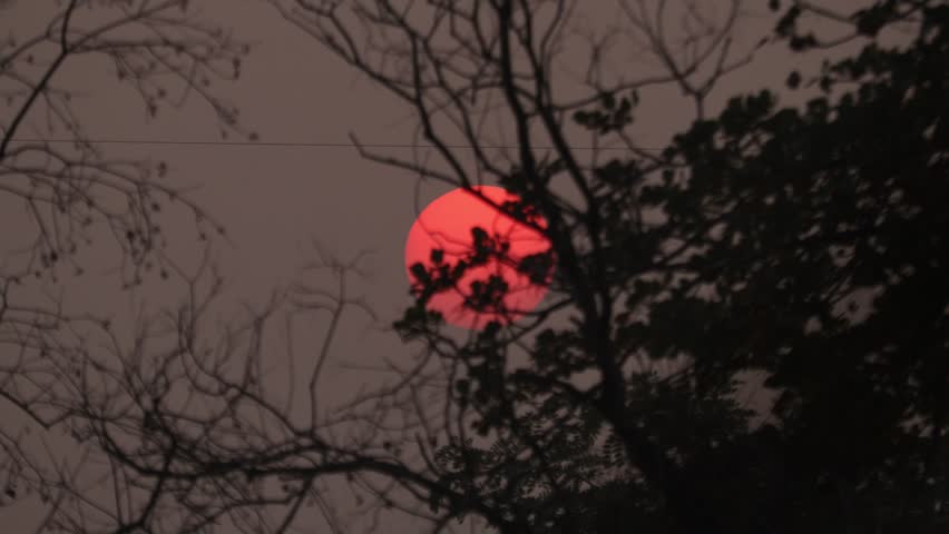 Magenta colored sun peeking behind the trees. Dramatic sunset view.
