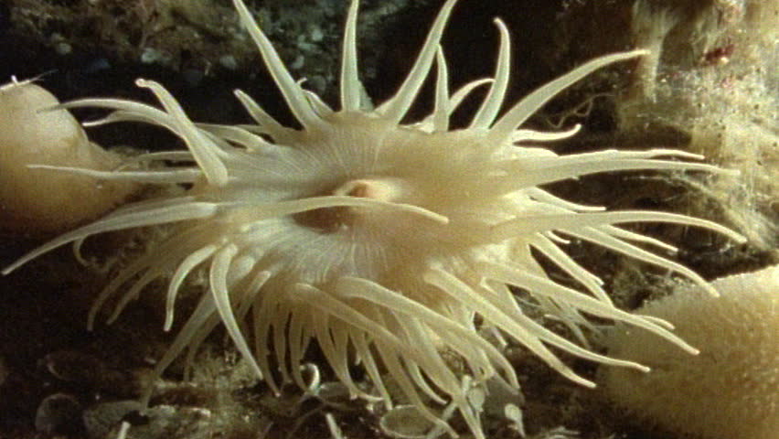 Marine anemones