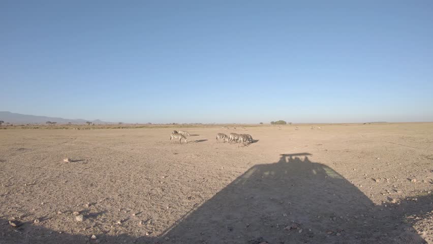 Zebra herd grazing on arid savanna in Amboseli National Park, Kenya, Africa