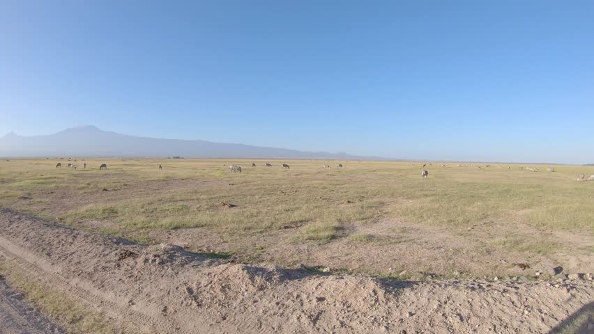 Herd zebras grazing on savanna at Mount Kilimanjaro Amboseli National Park Kenya