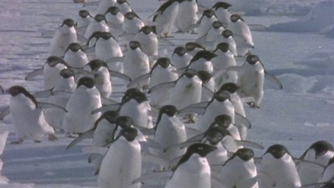Adélie Penguins. Sequence.  Stock Video