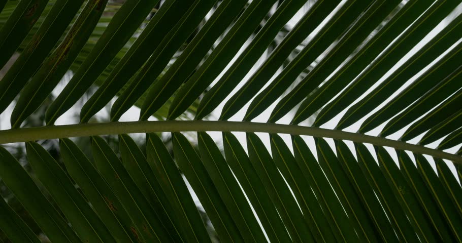 Green palm leaf, close up. Foliage, macro shot, camera moving from left to right, palm tree leaf on white background. Greenery, vegetation, verdure, tropical palm leaf frond, botany and flora. Royalty-Free Stock Footage #3410291701