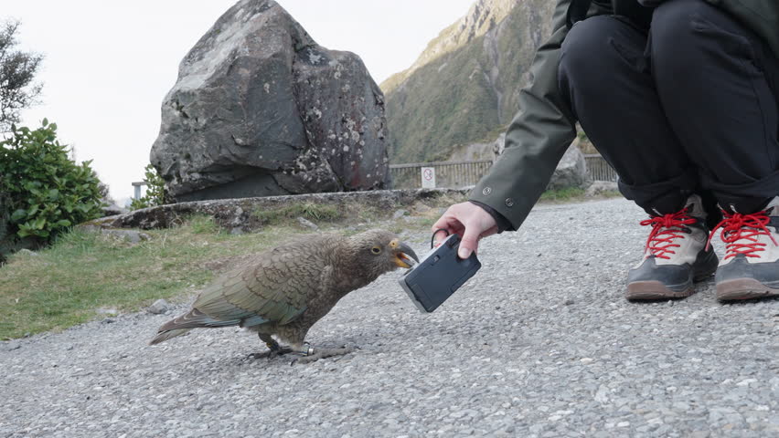 Kea Bird Pecks On Camera Held By Photographer In Arthur