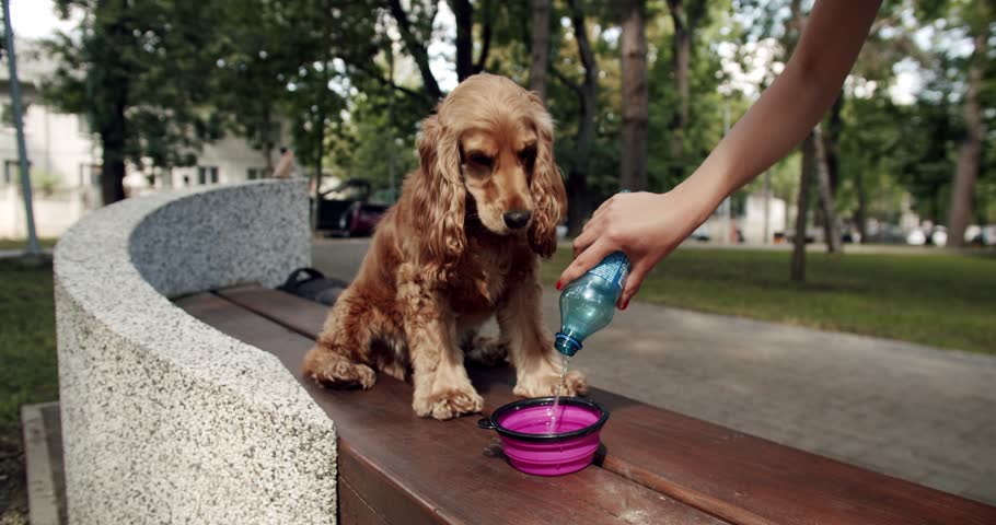 Thirsty dog drinks clean water in a bowl after playing outdoors. English cocker spaniel rests outdoors. Happy Dog on summer time, weekend picnic. A beautiful brown haired dog is sitting on the street.
