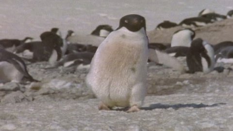 Adélie Penguins Sequence Stock Video
