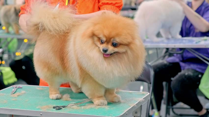 A professional groomer combs the tail of a pomeranian with a dog comb and removes the protruding hair with scissors Royalty-Free Stock Footage #3410313631