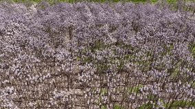 Paulownia tree in blossom in an farm - pink flowers on branches and twigs. Wind sways the trees. Spring in farm. CO2, Paulownia tree carbon capture technology. Aerial drone footage 4K. Moving forward.