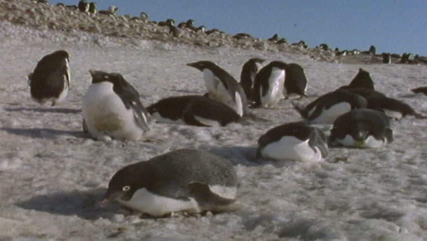 Adélie Penguins