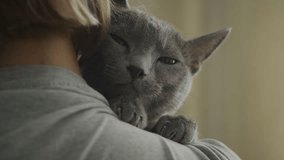 Affectionate Grey Cat Embracing Human - Powered by Shutterstock - Get 15% off with code: PIKWIZARD15